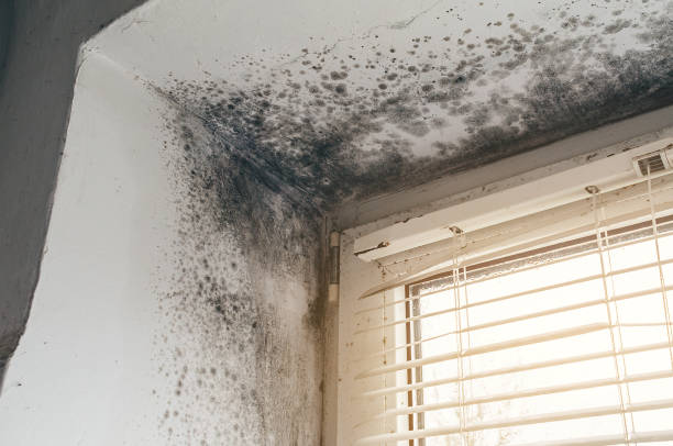 Affordable Mold Remediation solutions in Rocky Mount, VA